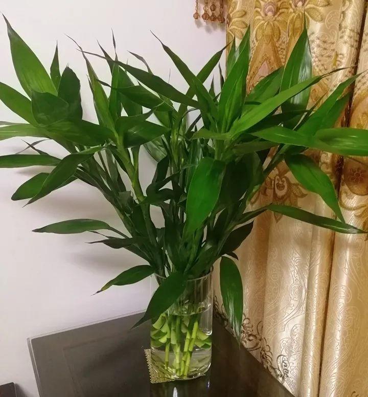幸运数字的奥秘，揭秘彩票幸运号码的背后故事