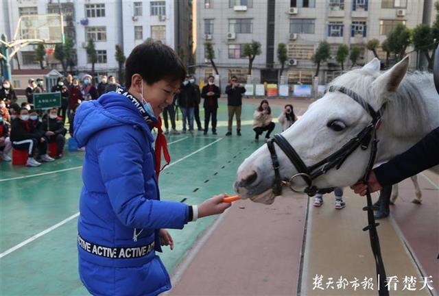 楚天风采22选5，揭秘湖北彩票的魅力与挑战