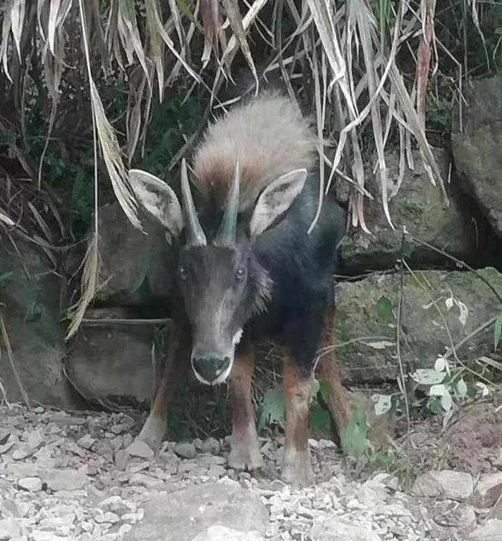 香港正版四不像图