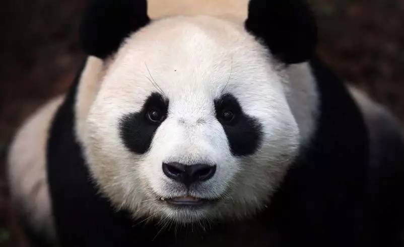 探索四不像特肖图，传统与现代交融的奇妙世界四不像特肖图片今期图片一