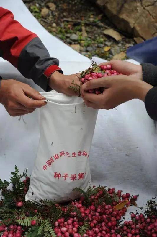探索香港资料正版大全2035，守护文化瑰宝，共筑数字未来香港资料正版大全2023专注于智能生态发展