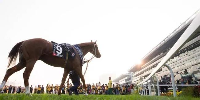 2019香港马会资料大全，免费资源与精彩赛事的完美结合香港2021年马会资料大全
