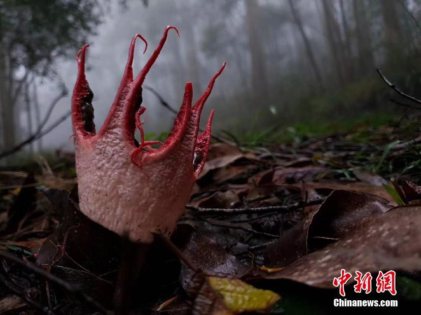 探索数字世界的奥秘，红五图库、天牛与97654的神秘之旅红五图库天牛图库天97654今天彩报